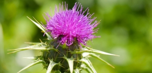 Chardon Marie, la plante qui prot&egrave;ge et r&eacute;g&eacute;n&egrave;re efficacement votre foie !