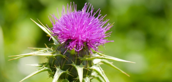 Chardon Marie, la plante qui prot&egrave;ge et r&eacute;g&eacute;n&egrave;re efficacement votre foie !