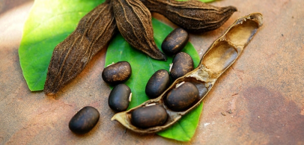 Mucuna, la plante ayurv&eacute;dique pour le bien-&ecirc;tre mental, physique et sexuel